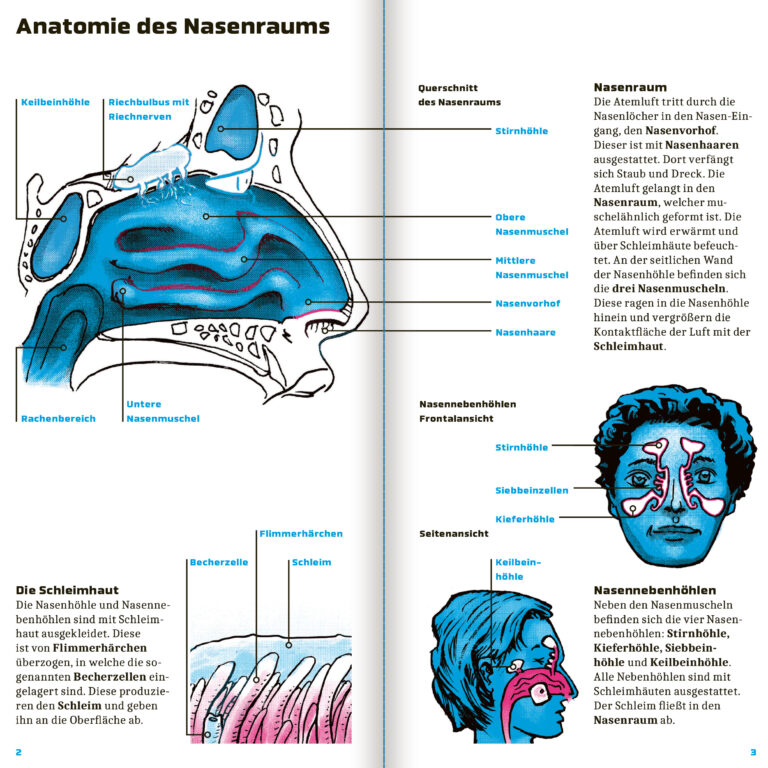 Innenseite Beschreibung Nasenhöhle Querschnitt "Fast alles über Schnupfen"